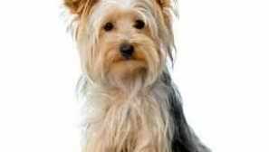 Как да изберем прякори за кучета от малки породи момчета